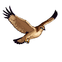 desert hawk soaring wings spread hunting