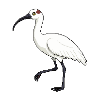 ibis bird white curved beak sacred walking