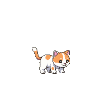 cat baby