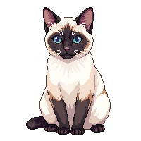 cat siamese blue eyes sitting
