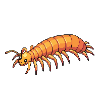 centipede many legs orange long