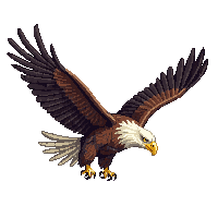 eagle bald wings spread soaring