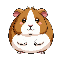 guinea pig brown white fluffy round