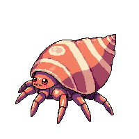 hermit crab shell walking beach