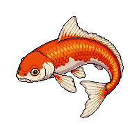 koi fish orange white pond