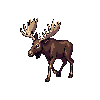 moose large antlers brown northern