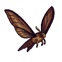 moth brown fluffy wings nocturnal