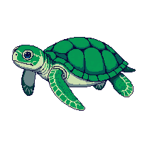 sea turtle large green swimming