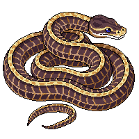 snake python coiled brown pattern
