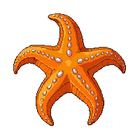 starfish orange five arms coral