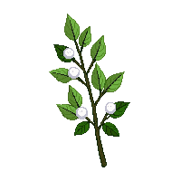 xmas mistletoe icon green leaves 011 2026 03 06T21 08 30