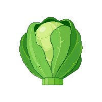 cozy cabbage head green leafy 086 v9 2026 03 25T19 14 54