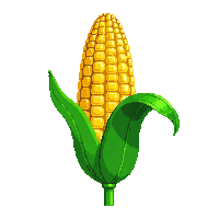 cozy corn cob yellow maize 033 v4 2026 03 25T19 14 54