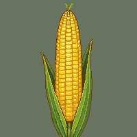 cozy corn cob yellow maize 053 v6 2026 03 25T19 14 54