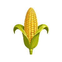 cozy corn cob yellow maize 063 v7 2026 03 25T19 14 54