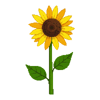 cozy sunflower yellow bloom tall 040 v4 2026 03 25T19 14 54