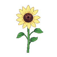 cozy sunflower yellow bloom tall 070 v7 2026 03 25T19 14 54