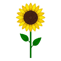 cozy sunflower yellow bloom tall 100 v10 2026 03 25T19 14 54