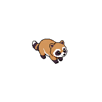 raccoon