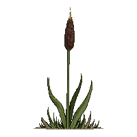 environment nature 0046