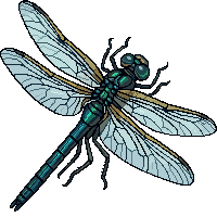 dragonfly flat