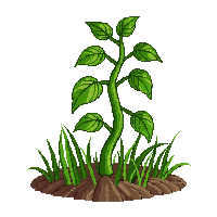 farming bean plant climbing green vine