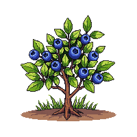 farming blueberry bush small blue berries