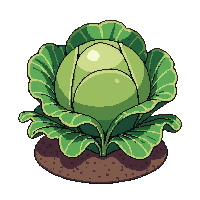 farming cabbage crop green leafy round