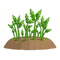 farming carrot crop orange top green leaves