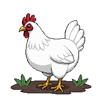 farming chicken white hen pecking ground