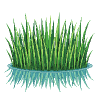 farming rice paddy crop green stalks water