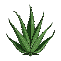 aloe vera green spiky thick leaves medicinal