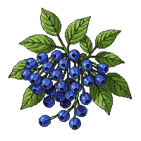 berry bush blue berries green leaves wild