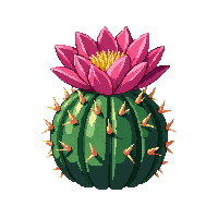 cactus blooming pink flower top green spiny