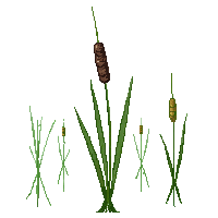 cattail reeds brown top green stalk wetland