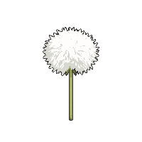 dandelion puff white seed head round fluffy