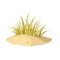 desert grass dry yellow sparse clump sand