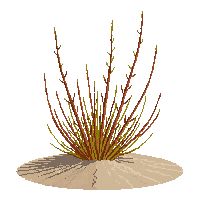 desert shrub dry brown thorny sparse small