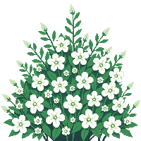 flowering bush white blossoms green full spring