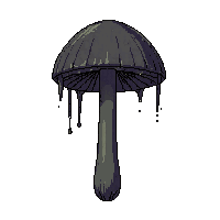 ink cap mushroom dark dripping black tall thin