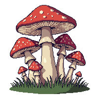 mushroom cluster mixed group several forest floor