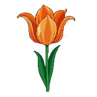 orange tulip bloom cup shaped green stem