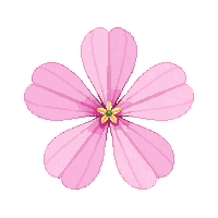 pink cherry blossom single flower five petals