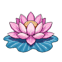 pink lotus flower open water floating sacred
