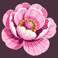 pink peony flower large fluffy round bloom