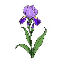 purple iris flower tall elegant green blade leaves