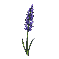 purple lavender flower spike thin stem fragrant