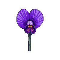 purple violet small flower heart shaped petals