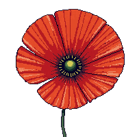 red poppy flower thin petals black center