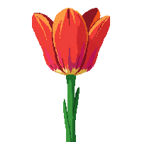 red tulip bloom cup shaped green stem